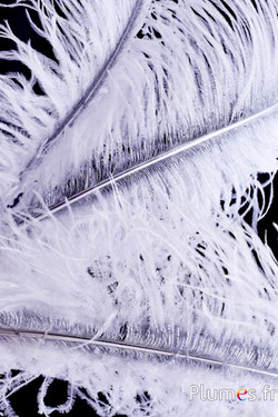 Struis met zilveren schacht – 50-60 cm – wit  